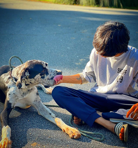 The Foundation  Our foundation is built from our holistic approach to a Happy, Calm and Confident Dog : The Body, The Mind and The Environment. 